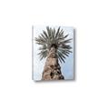 Picture of Palm Perfection _GroupedProduct_Rectangle_Portrait_Photography _GroupedProduct_Rectangle_Portrait_Canvas_