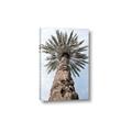 Picture of Palm Perfection _GroupedProduct_Rectangle_Portrait_Photography _GroupedProduct_Rectangle_Portrait_Canvas_