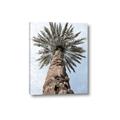Picture of Palm Perfection _GroupedProduct_Rectangle_Portrait_Photography _GroupedProduct_Rectangle_Portrait_Canvas_