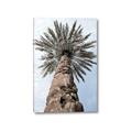 Picture of Palm Perfection _GroupedProduct_Rectangle_Portrait_Photography _GroupedProduct_Rectangle_Portrait_Canvas_