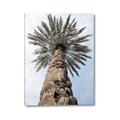 Picture of Palm Perfection _GroupedProduct_Rectangle_Portrait_Photography _GroupedProduct_Rectangle_Portrait_Canvas_