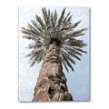 Picture of Palm Perfection _GroupedProduct_Rectangle_Portrait_Photography _GroupedProduct_Rectangle_Portrait_Canvas_