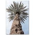 Picture of Palm Perfection _GroupedProduct_Rectangle_Portrait_Photography _GroupedProduct_Rectangle_Portrait_Canvas_