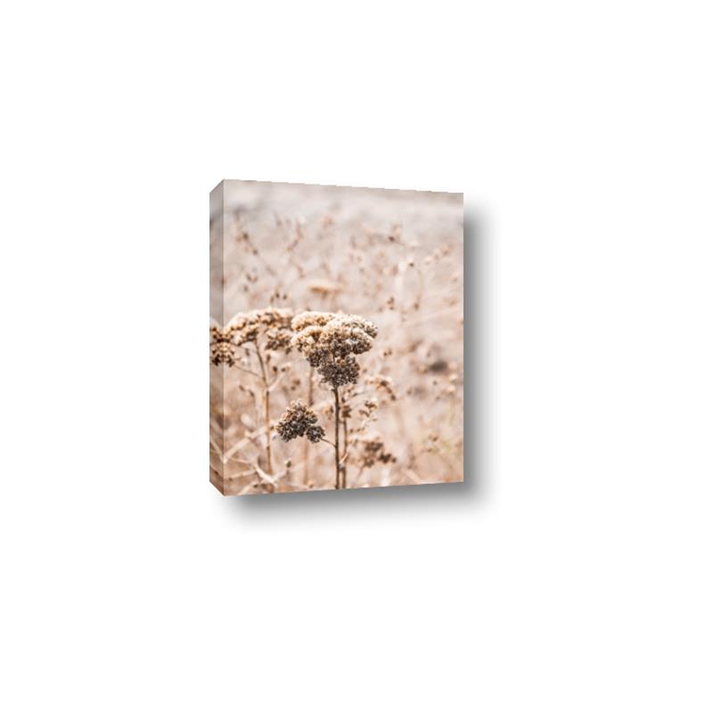 Picture of Macro Dried Florals _GroupedProduct_Rectangle_Portrait_Photography _GroupedProduct_Rectangle_Portrait_Canvas_
