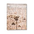 Picture of Macro Dried Florals _GroupedProduct_Rectangle_Portrait_Photography _GroupedProduct_Rectangle_Portrait_Canvas_
