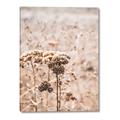 Picture of Macro Dried Florals _GroupedProduct_Rectangle_Portrait_Photography _GroupedProduct_Rectangle_Portrait_Canvas_