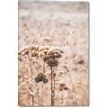 Picture of Macro Dried Florals _GroupedProduct_Rectangle_Portrait_Photography _GroupedProduct_Rectangle_Portrait_Canvas_