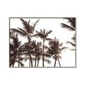 Picture of Cali Palms Sepia Collection _GroupedProduct_Rectangle_Landscape_Photography _GroupedProduct_Rectangle_Landscape_Canvas_Framed_