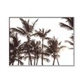 Picture of Cali Palms Sepia Collection _GroupedProduct_Rectangle_Landscape_Photography _GroupedProduct_Rectangle_Landscape_Canvas_Framed_