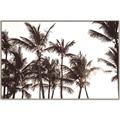 Picture of Cali Palms Sepia Collection _GroupedProduct_Rectangle_Landscape_Photography _GroupedProduct_Rectangle_Landscape_Canvas_Framed_