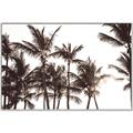 Picture of Cali Palms Sepia Collection _GroupedProduct_Rectangle_Landscape_Photography _GroupedProduct_Rectangle_Landscape_Canvas_Framed_