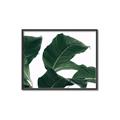 Picture of Plant Bliss _GroupedProduct_Rectangle_Landscape_Photography _GroupedProduct_Rectangle_Landscape_Canvas_Framed_