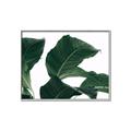 Picture of Plant Bliss _GroupedProduct_Rectangle_Landscape_Photography _GroupedProduct_Rectangle_Landscape_Canvas_Framed_