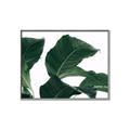 Picture of Plant Bliss _GroupedProduct_Rectangle_Landscape_Photography _GroupedProduct_Rectangle_Landscape_Canvas_Framed_
