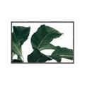 Picture of Plant Bliss _GroupedProduct_Rectangle_Landscape_Photography _GroupedProduct_Rectangle_Landscape_Canvas_Framed_