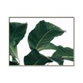 Picture of Plant Bliss _GroupedProduct_Rectangle_Landscape_Photography _GroupedProduct_Rectangle_Landscape_Canvas_Framed_
