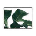 Picture of Plant Bliss _GroupedProduct_Rectangle_Landscape_Photography _GroupedProduct_Rectangle_Landscape_Canvas_Framed_