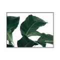 Picture of Plant Bliss _GroupedProduct_Rectangle_Landscape_Photography _GroupedProduct_Rectangle_Landscape_Canvas_Framed_
