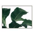 Picture of Plant Bliss _GroupedProduct_Rectangle_Landscape_Photography _GroupedProduct_Rectangle_Landscape_Canvas_Framed_