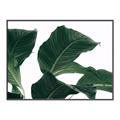 Picture of Plant Bliss _GroupedProduct_Rectangle_Landscape_Photography _GroupedProduct_Rectangle_Landscape_Canvas_Framed_