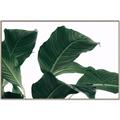 Picture of Plant Bliss _GroupedProduct_Rectangle_Landscape_Photography _GroupedProduct_Rectangle_Landscape_Canvas_Framed_