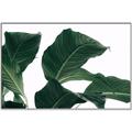 Picture of Plant Bliss _GroupedProduct_Rectangle_Landscape_Photography _GroupedProduct_Rectangle_Landscape_Canvas_Framed_