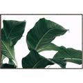 Picture of Plant Bliss _GroupedProduct_Rectangle_Landscape_Photography _GroupedProduct_Rectangle_Landscape_Canvas_Framed_