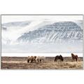Picture of Wild Horses _GroupedProduct_Rectangle_Landscape_Photography _GroupedProduct_Rectangle_Landscape_Canvas_Framed_