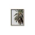 Picture of Canary Palm _GroupedProduct_Rectangle_Portrait_Photography _GroupedProduct_Rectangle_Portrait_Canvas_Framed_