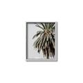Picture of Canary Palm _GroupedProduct_Rectangle_Portrait_Photography _GroupedProduct_Rectangle_Portrait_Canvas_Framed_