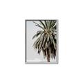 Picture of Canary Palm _GroupedProduct_Rectangle_Portrait_Photography _GroupedProduct_Rectangle_Portrait_Canvas_Framed_