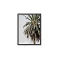 Picture of Canary Palm _GroupedProduct_Rectangle_Portrait_Photography _GroupedProduct_Rectangle_Portrait_Canvas_Framed_