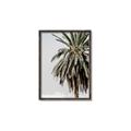 Picture of Canary Palm _GroupedProduct_Rectangle_Portrait_Photography _GroupedProduct_Rectangle_Portrait_Canvas_Framed_
