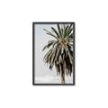Picture of Canary Palm _GroupedProduct_Rectangle_Portrait_Photography _GroupedProduct_Rectangle_Portrait_Canvas_Framed_