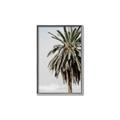 Picture of Canary Palm _GroupedProduct_Rectangle_Portrait_Photography _GroupedProduct_Rectangle_Portrait_Canvas_Framed_