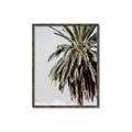 Picture of Canary Palm _GroupedProduct_Rectangle_Portrait_Photography _GroupedProduct_Rectangle_Portrait_Canvas_Framed_