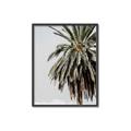 Picture of Canary Palm _GroupedProduct_Rectangle_Portrait_Photography _GroupedProduct_Rectangle_Portrait_Canvas_Framed_