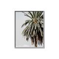 Picture of Canary Palm _GroupedProduct_Rectangle_Portrait_Photography _GroupedProduct_Rectangle_Portrait_Canvas_Framed_
