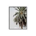 Picture of Canary Palm _GroupedProduct_Rectangle_Portrait_Photography _GroupedProduct_Rectangle_Portrait_Canvas_Framed_