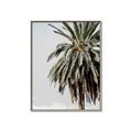 Picture of Canary Palm _GroupedProduct_Rectangle_Portrait_Photography _GroupedProduct_Rectangle_Portrait_Canvas_Framed_