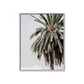Picture of Canary Palm _GroupedProduct_Rectangle_Portrait_Photography _GroupedProduct_Rectangle_Portrait_Canvas_Framed_