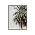 Picture of Canary Palm _GroupedProduct_Rectangle_Portrait_Photography _GroupedProduct_Rectangle_Portrait_Canvas_Framed_