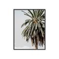 Picture of Canary Palm _GroupedProduct_Rectangle_Portrait_Photography _GroupedProduct_Rectangle_Portrait_Canvas_Framed_