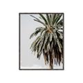 Picture of Canary Palm _GroupedProduct_Rectangle_Portrait_Photography _GroupedProduct_Rectangle_Portrait_Canvas_Framed_