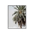 Picture of Canary Palm _GroupedProduct_Rectangle_Portrait_Photography _GroupedProduct_Rectangle_Portrait_Canvas_Framed_