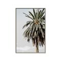 Picture of Canary Palm _GroupedProduct_Rectangle_Portrait_Photography _GroupedProduct_Rectangle_Portrait_Canvas_Framed_