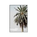 Picture of Canary Palm _GroupedProduct_Rectangle_Portrait_Photography _GroupedProduct_Rectangle_Portrait_Canvas_Framed_
