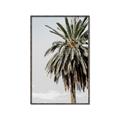 Picture of Canary Palm _GroupedProduct_Rectangle_Portrait_Photography _GroupedProduct_Rectangle_Portrait_Canvas_Framed_