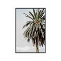 Picture of Canary Palm _GroupedProduct_Rectangle_Portrait_Photography _GroupedProduct_Rectangle_Portrait_Canvas_Framed_