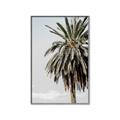 Picture of Canary Palm _GroupedProduct_Rectangle_Portrait_Photography _GroupedProduct_Rectangle_Portrait_Canvas_Framed_